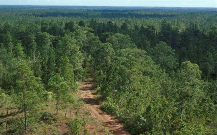 Honduras pine  (c) William M. Ciesla, Forest Health Management International, Bugwood.org