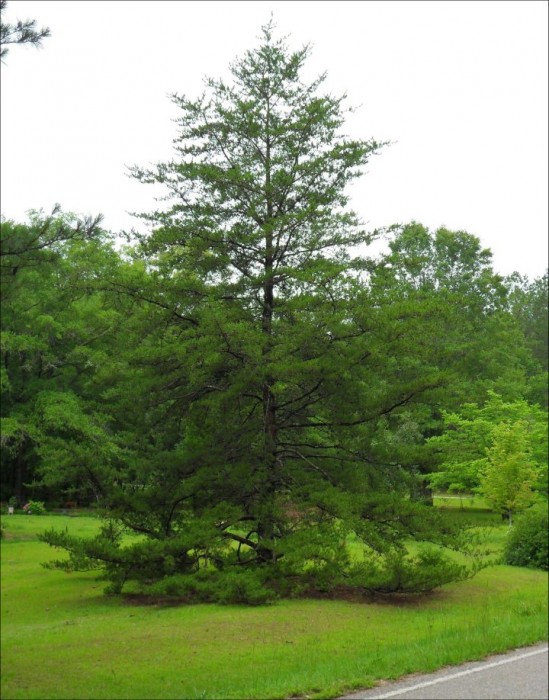 Virginia pine  (c) David Stephens, Bugwood.org